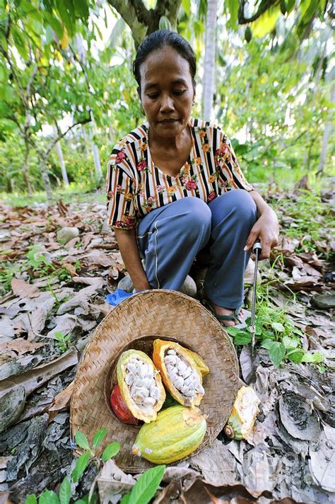 Cocoa Plantation Photograph by Matthew Oldfield/science Photo Library