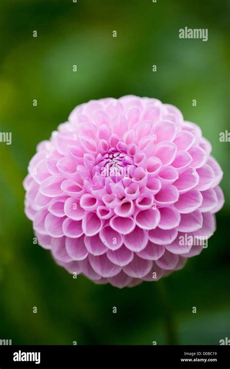 Close Up Of A Single Isolated Pink Dahlia Pompom Pompon Against A