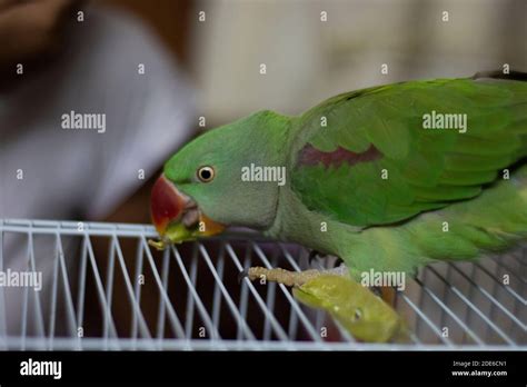 Indian Ringneck Parrot Talking And Playing In The House Stock Photo Alamy