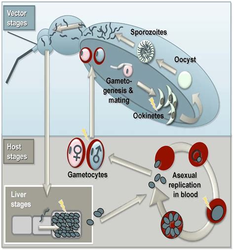 Acanthamoeba Keratitis Life Cycle