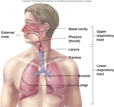 Chapter Respiratory System Final Copy Flashcards Quizlet