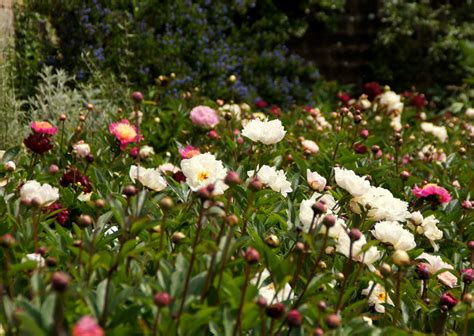 Peonies and Prosecco at Binny Plants