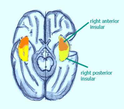 Yoga and Meditation for Balancing the Insula of the Brain - Inner Light ...