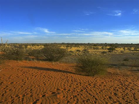 Kalahari Desert Plants - Kalahari Desert