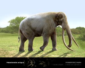 Palaeoloxodon antiquus