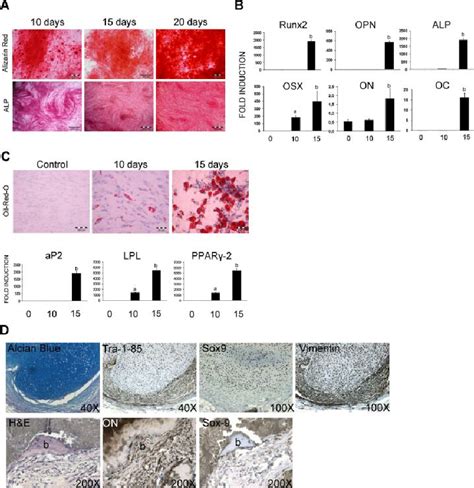 In Vitro Osteogenic And Adipogenic Differentiation Of Hesc Derived