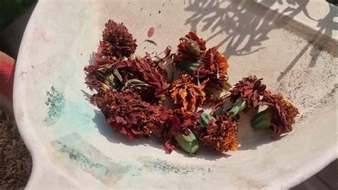 गेंदे के बीज कैसे इकट्ठे करें How To Collect Seeds From Marigold