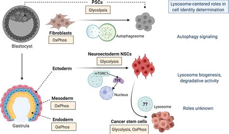 Frontiers Organelle Cooperation In Stem Cell Fate Lysosomes As