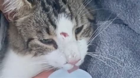 Un chaton est retrouvé quasi mort sur le bord dune route sa