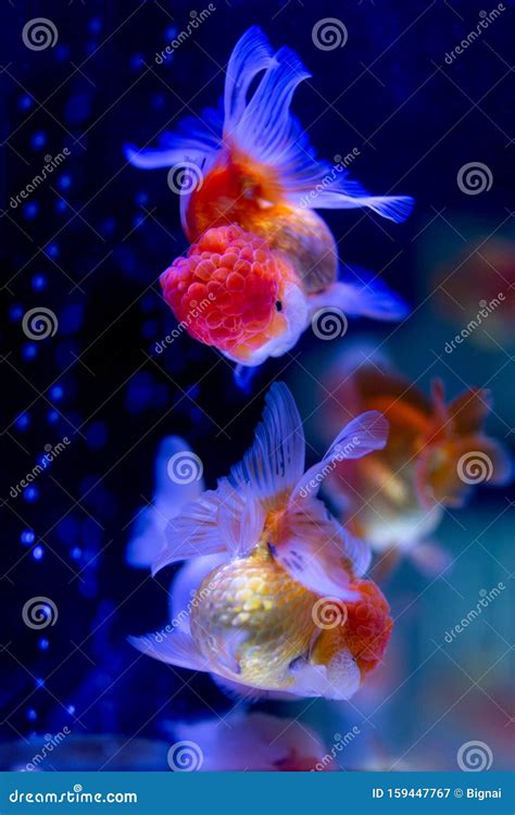 Group Of Oranda Goldfish Swimming In Fish Tank Stock Image Image Of