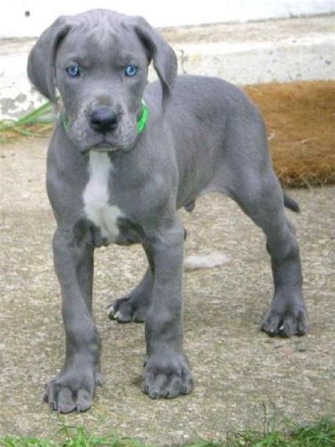 55+ Great Dane Puppies With Blue Eyes - l2sanpiero