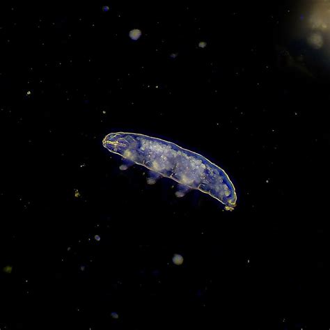 Comment Puis Je Voir Les Tardigrades Meilleurs Microscopes