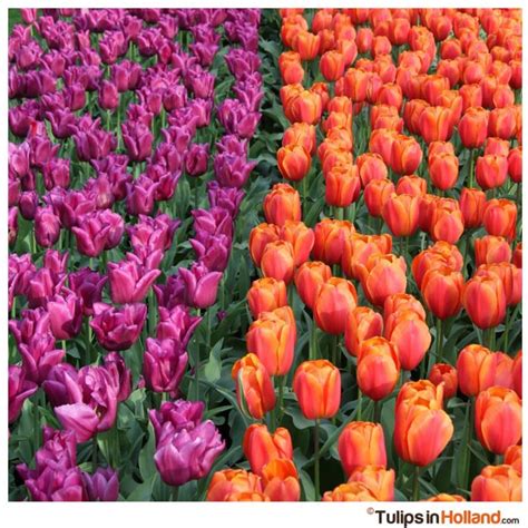 Purple or orange tulips - Tulips in Holland