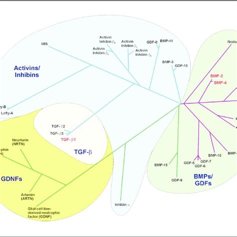 Repr Sentation Phylog N Tique De La Superfamille Du Tgf Extrait De