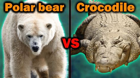 Bear Vs Crocodile