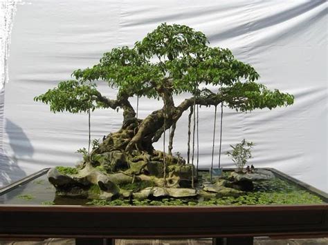 Ficus Benjamina Bonsai Pruning