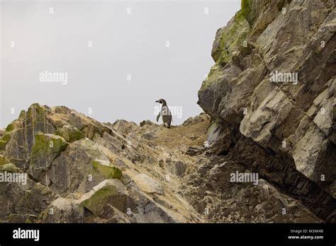 Humboldt Penguin At Ballestas Island Paracas Peru Stock Photo Alamy