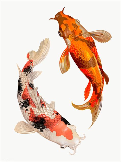 Koi Fish Png