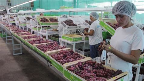 Agroexportaciones Crecen Más De 9 En Ventas Durante Primer Trimestre Informa Midagri Pqs