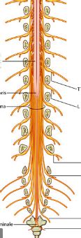 Spinal Cord Structures Diagram Quizlet