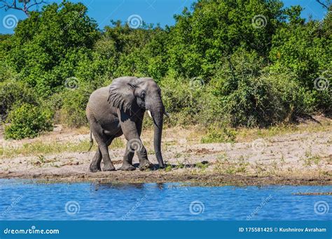 Éléphant D afrique Dans Le Delta De L okavango Image stock Image du