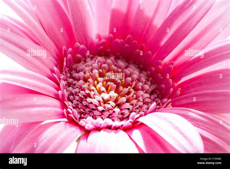 Garden Flower Pink Gerbera Gerbera Hybrida Pink Flower Head Pink