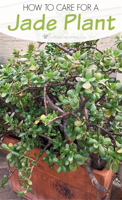 Jade Plant Care Guide How To Grow Crassula Get Busy Gardening Jade