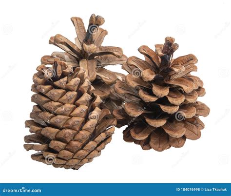 Natural Dry Pine Cone Isolated On The White Stock Photo Image Of Xmas