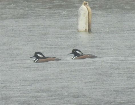 Hooded Merganser From Florence Sewage Treatment Plant Lauderdale