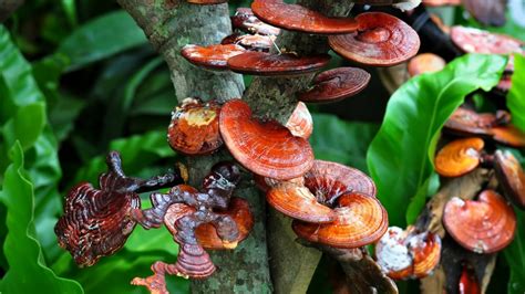 Propiedades Del Hongo Reishi Y Beneficios Para La Salud