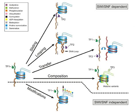 Dynamic Properties Of Nucleosomes Above The Dashed Line Atp Dependent