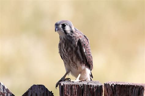 American Kestrel