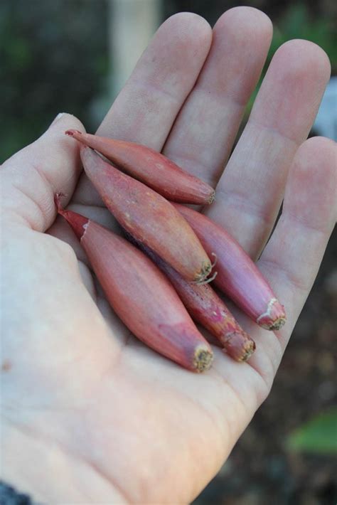 How to Plant and Grow Shallots | Gardener’s Path