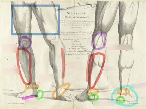 Anatomy and Physiology Lab Exam 1 Leg diagram Diagram | Quizlet