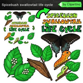 Butterfly Life Cycle Clip Art Spicebush Swallowtail By Clipartino