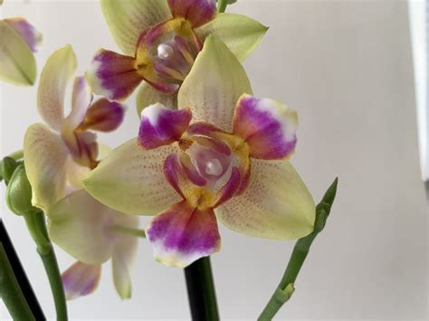 Phalaenopsis Spunky Peloric Rispen Orchideen Wichmann