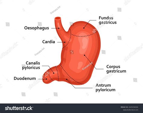 46 063 Human Stomach Anatomy Internal Images Stock Photos Vectors