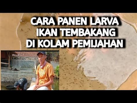 Panen Larva Ikan Tembakang Dan Cara Pemindahan Ke Kolam Dederan Fawase