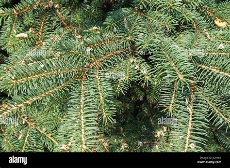 christmas tree leaves  res stock photography  images alamy