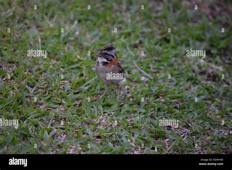 Rufous Collared Sparrow Zonotrichia Capensis Arenal Costa Rica