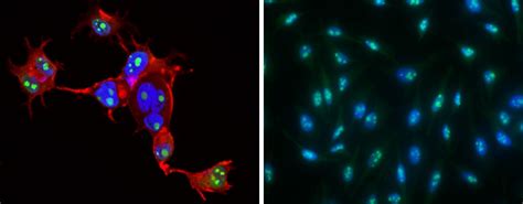 Immunofluorescence Ificc Antibody Nucleus Sino Biological