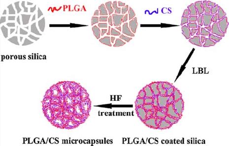 Schematic Illustration For The Preparation Of Nanoporous Plga Cs