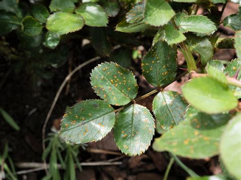 Malattie Rose Rimedi Naturali Parassiti Delle Rose Rimedi Naturali