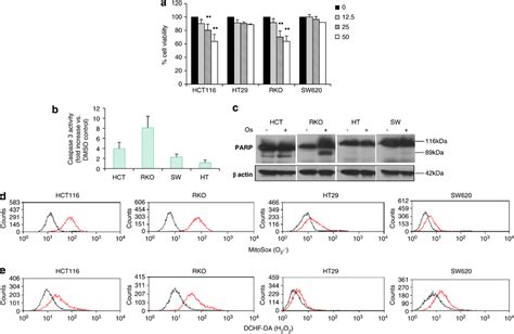 Colon Cancer Cells Producing Less Ros Are Resistant To Os Induced Cell