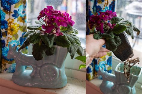 How When To Repot African Violets My Perfect Soil Mix