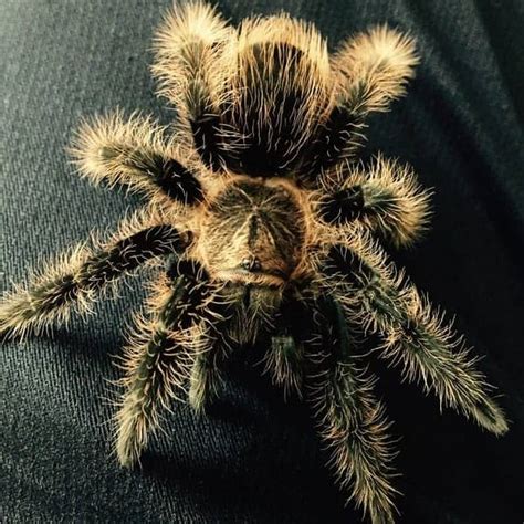 Curly Hair Tarantula Tliltocatl Albopilosus Care Guide The Pet Savvy