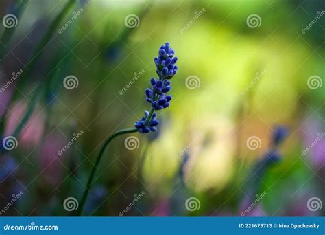 Beautifully Blooming Evergreen Lavender Shrub Latin - Lavandula Stock ...