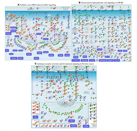 The Enrichment Analysis From Genego Showed Three Regulated Pathways