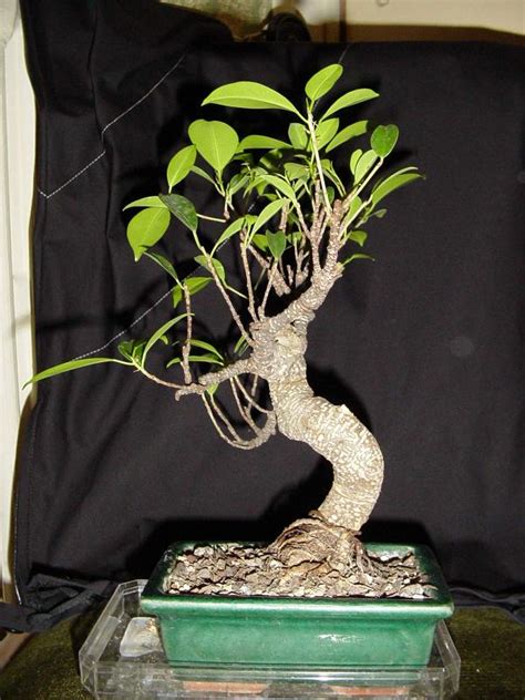 mise en forme d un ficus Les chuhin et autres grands bonsaï