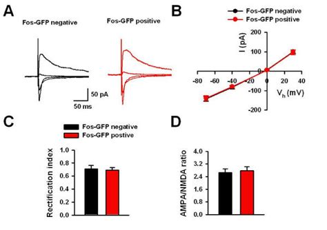 The Postsynaptic Responses In Fos Gfp Positive Neurons After Sexual